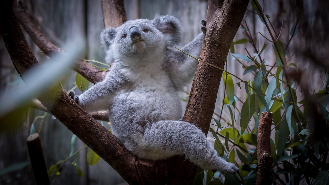 Обои дерево, листья, мордочка, взгляд, коала, tree, leaves, muzzle, look, koala разрешение 1920x1080 Загрузить