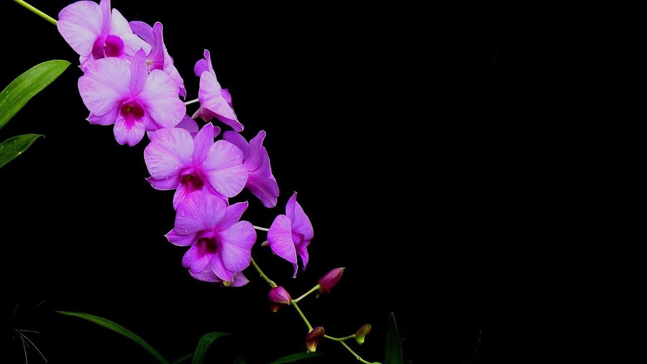 Обои цветы, фон, лепестки, черный фон, орхидея, соцветие, flowers, background, petals, black background, orchid, inflorescence разрешение 2560x1604 Загрузить