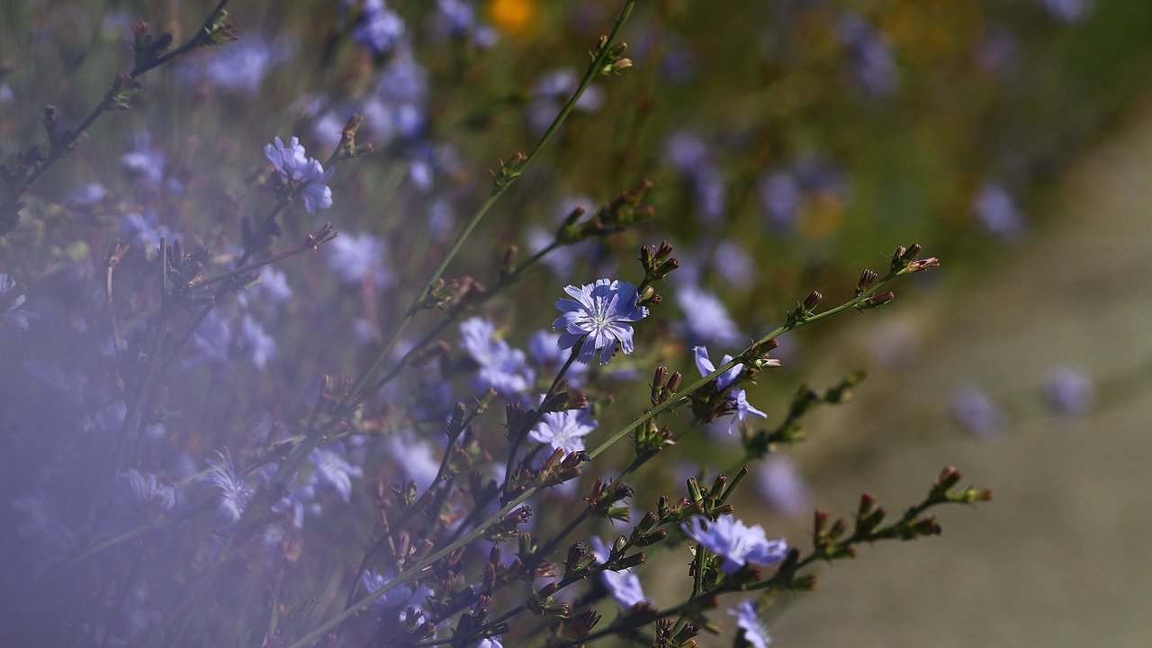 Обои фон, лето, стебли, цветочки, цикорий, background, summer, stems, flowers, chicory разрешение 1920x1280 Загрузить