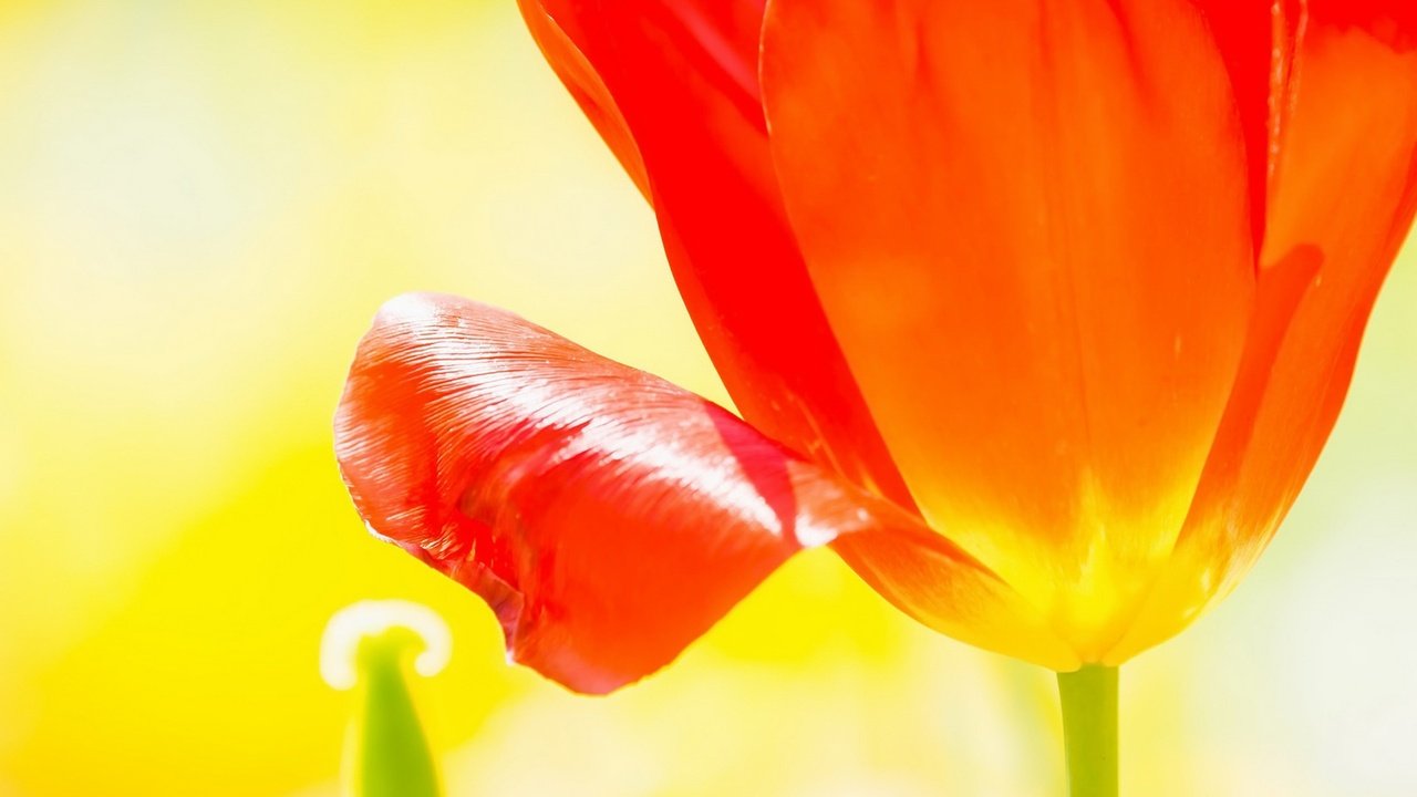 Обои макро, цветок, лепестки, бутон, тюльпан, macro, flower, petals, bud, tulip разрешение 1920x1209 Загрузить