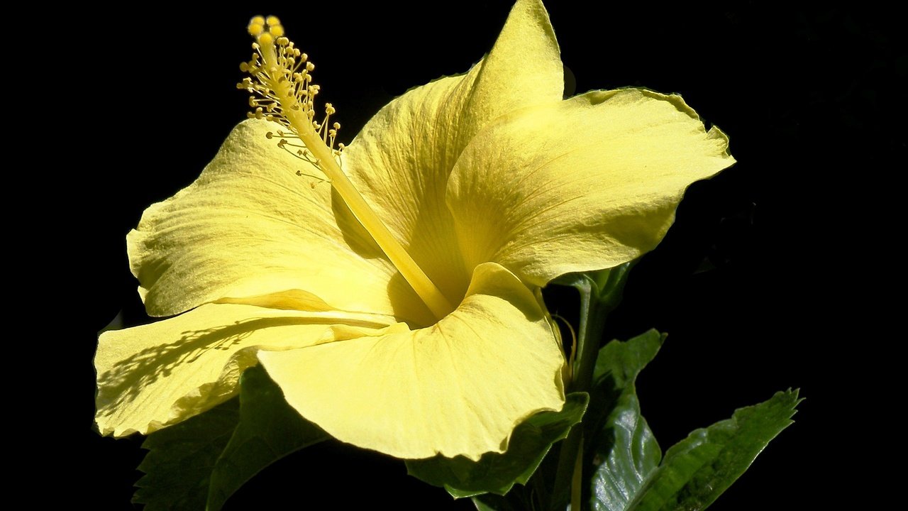 Обои желтый, макро, цветок, лепестки, черный фон, гибискус, yellow, macro, flower, petals, black background, hibiscus разрешение 3100x1906 Загрузить