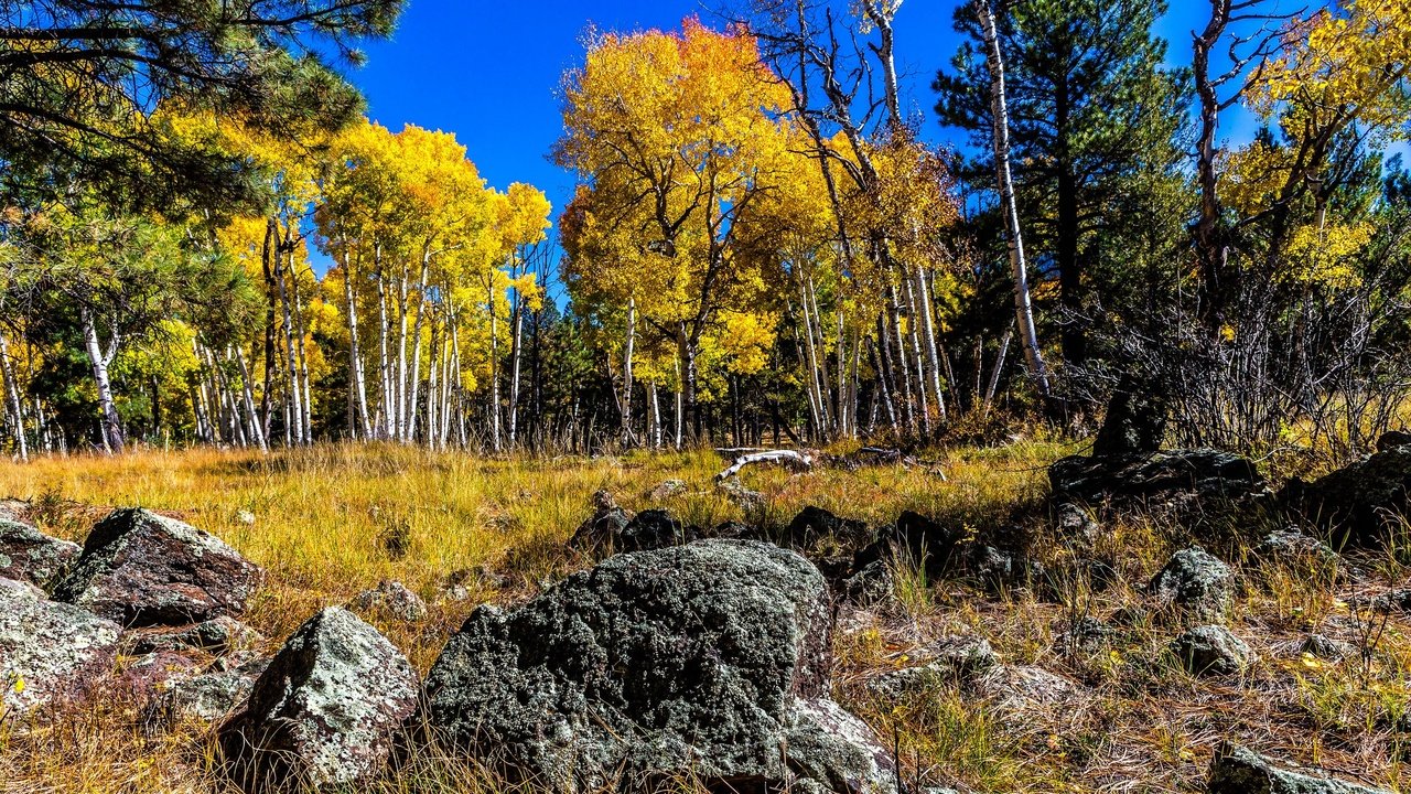 Обои небо, деревья, камни, лес, березы, осень, роща, осина, the sky, trees, stones, forest, birch, autumn, grove, aspen разрешение 2048x1152 Загрузить