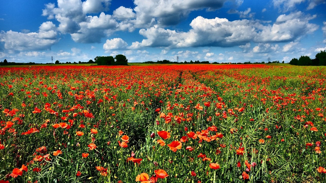 Обои небо, цветы, облака, поле, горизонт, красные, маки, the sky, flowers, clouds, field, horizon, red, maki разрешение 3600x2400 Загрузить