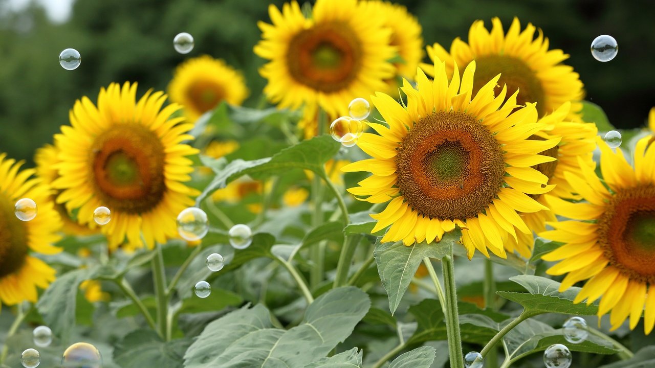 Обои цветы, поле, лето, лепестки, подсолнухи, мыльные пузыри, flowers, field, summer, petals, sunflowers, bubbles разрешение 5213x3475 Загрузить