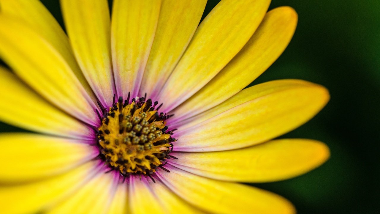 Обои макро, цветок, лепестки, жёлтая, гербера, маргаритка, macro, flower, petals, yellow, gerbera, daisy разрешение 4551x2932 Загрузить