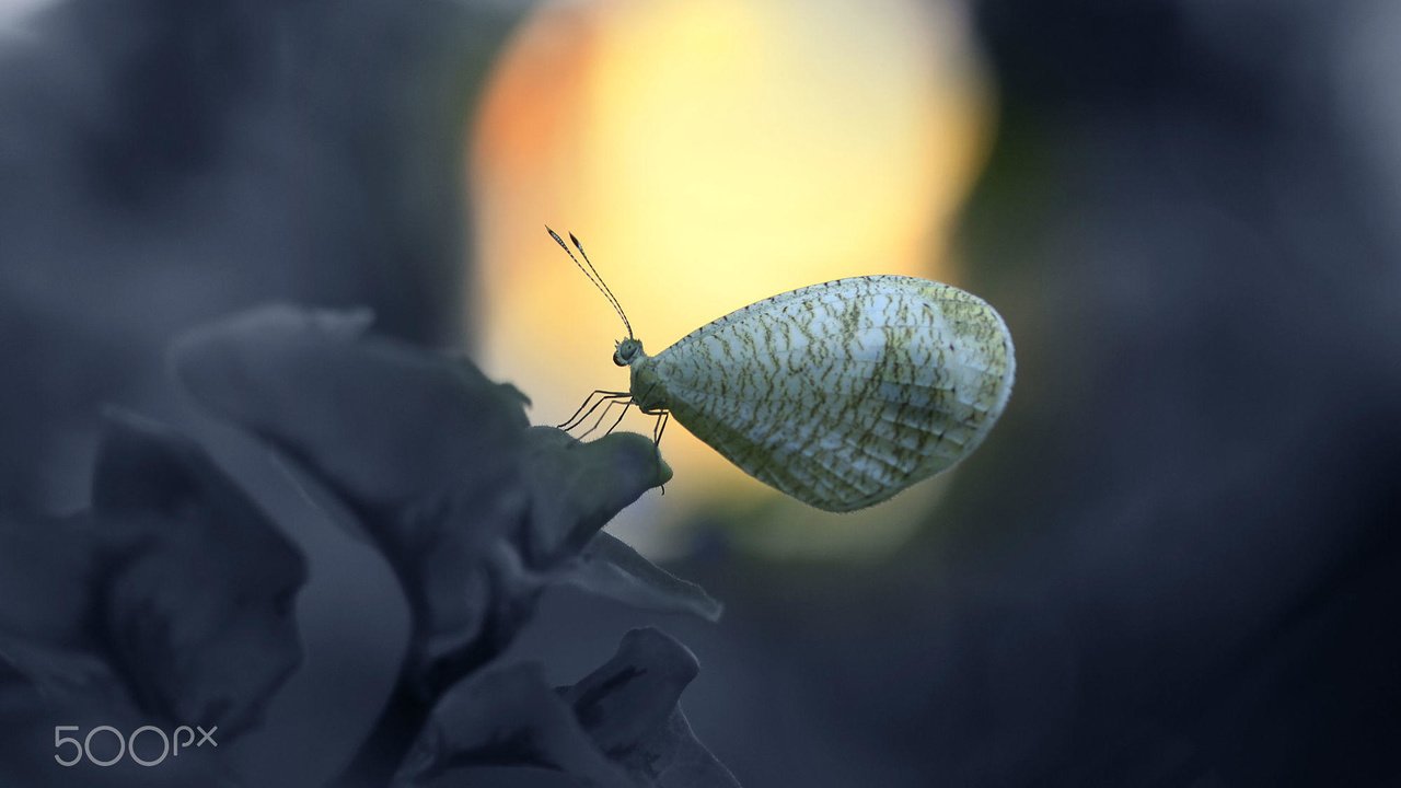 Обои насекомое, цветок, бабочка, крылья, alfian ismail, insect, flower, butterfly, wings разрешение 2000x1333 Загрузить