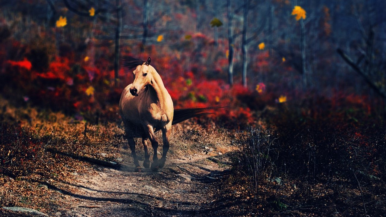 Обои лошадь, деревья, природа, осень, конь, horse, trees, nature, autumn разрешение 2560x1440 Загрузить