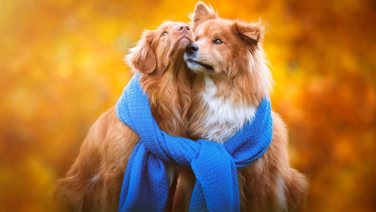 Обои фон, осень, щенки, порода, собаки, шарф, золотистый ретривер, background, autumn, puppies, breed, dogs, scarf, golden retriever разрешение 1920x1200 Загрузить