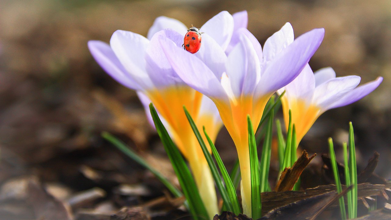 Обои цветы, насекомое, божья коровка, весна, крокусы, flowers, insect, ladybug, spring, crocuses разрешение 1920x1200 Загрузить