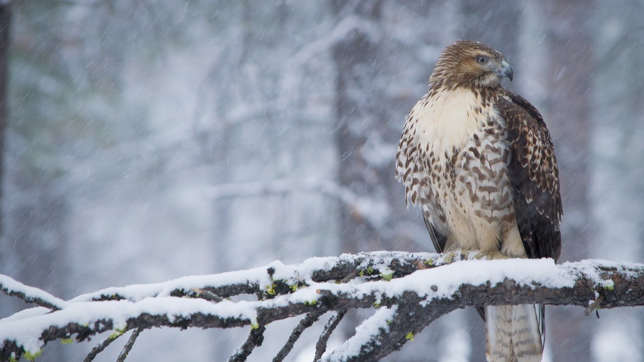 Обои снег, лес, зима, ветки, птица, клюв, перья, ястреб, snow, forest, winter, branches, bird, beak, feathers, hawk разрешение 3600x2400 Загрузить