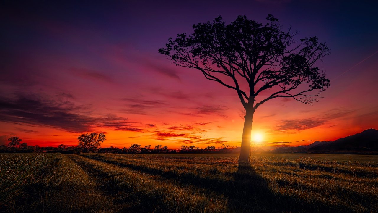 Обои небо, дорога, облака, солнце, дерево, закат, поле, the sky, road, clouds, the sun, tree, sunset, field разрешение 6482x4384 Загрузить