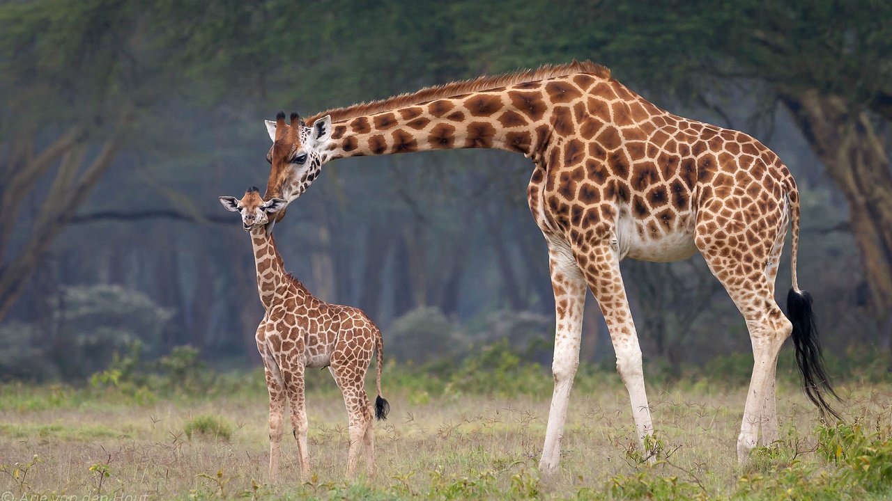 Обои африка, мама, малыш, жирафы, africa, mom, baby, giraffes разрешение 2048x1188 Загрузить