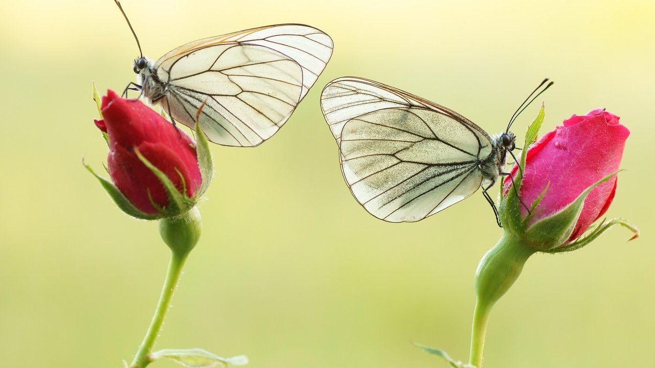 Обои цветы, бутоны, розы, крылья, насекомые, бабочки, flowers, buds, roses, wings, insects, butterfly разрешение 2048x1361 Загрузить