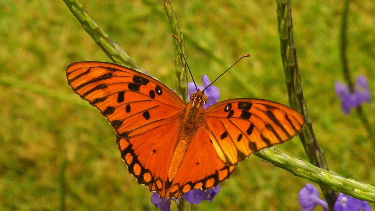 Обои цветы, насекомое, бабочка, крылья, размытость, flowers, insect, butterfly, wings, blur разрешение 2048x1301 Загрузить