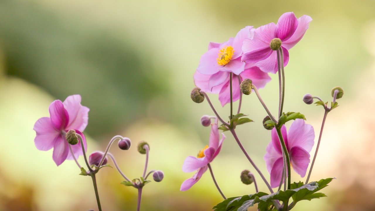 Обои цветок, лепестки, розовый, боке, японский анемон, анемон, flower, petals, pink, bokeh, japanese anemone, anemone разрешение 2400x1600 Загрузить