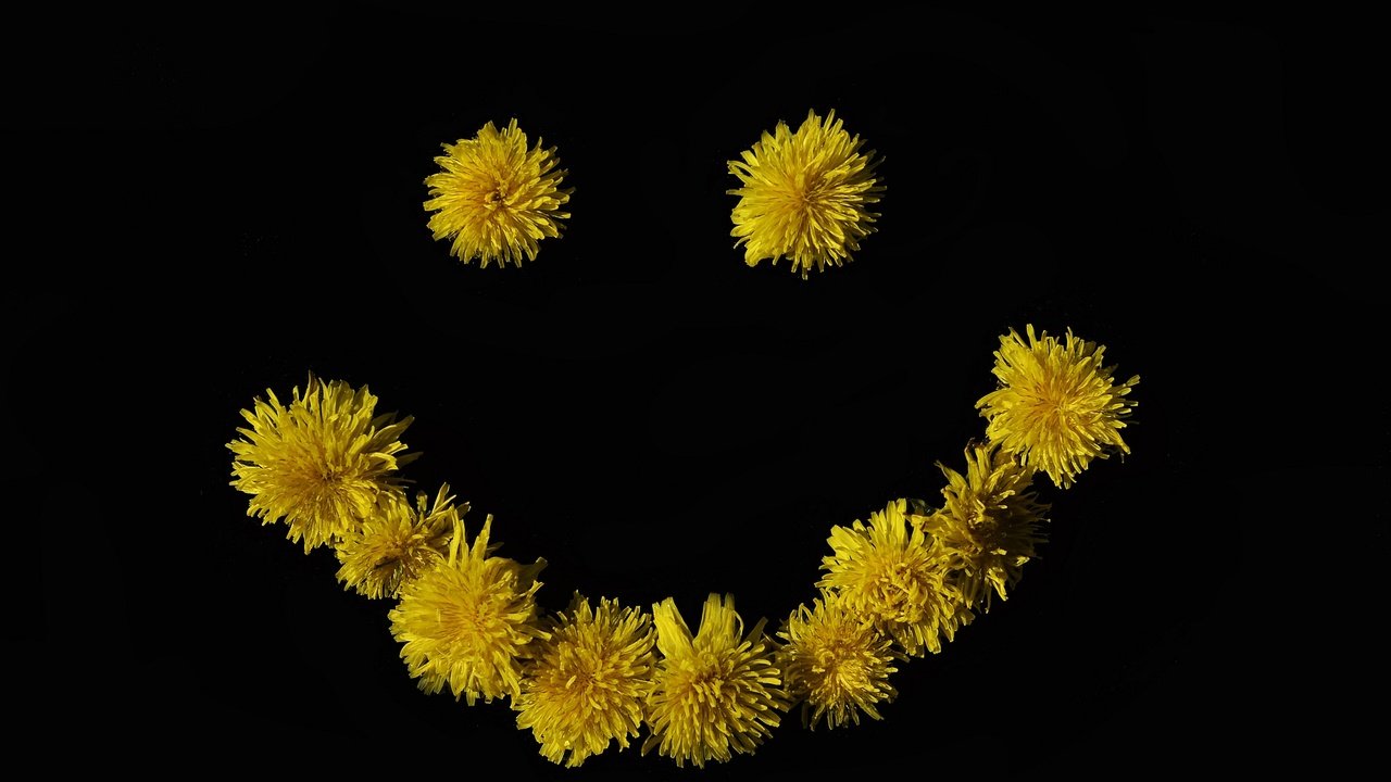 Обои цветок, улыбка, черный фон, одуванчики, смайлик, желтые цветы, flower, smile, black background, dandelions, smiley, yellow flowers разрешение 2048x1356 Загрузить