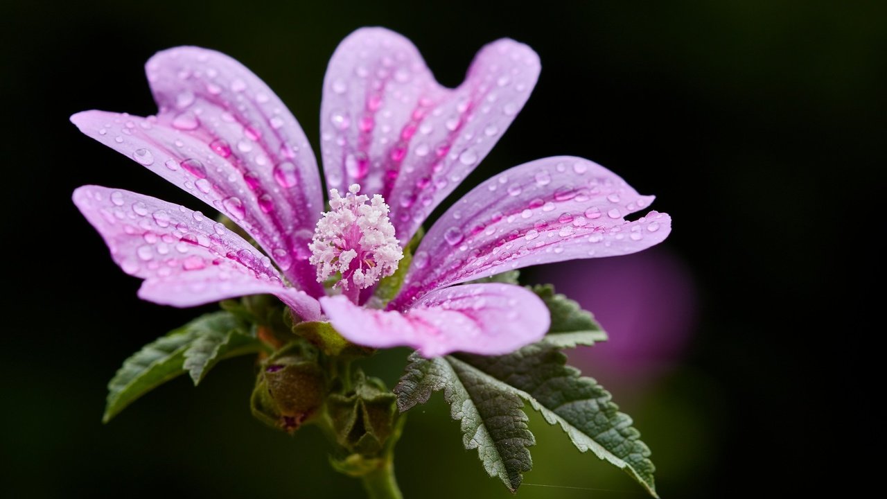 Обои цветок, крупный план, боке, мальва, капельки воды, flower, close-up, bokeh, mallow, droplets of water разрешение 2048x1365 Загрузить