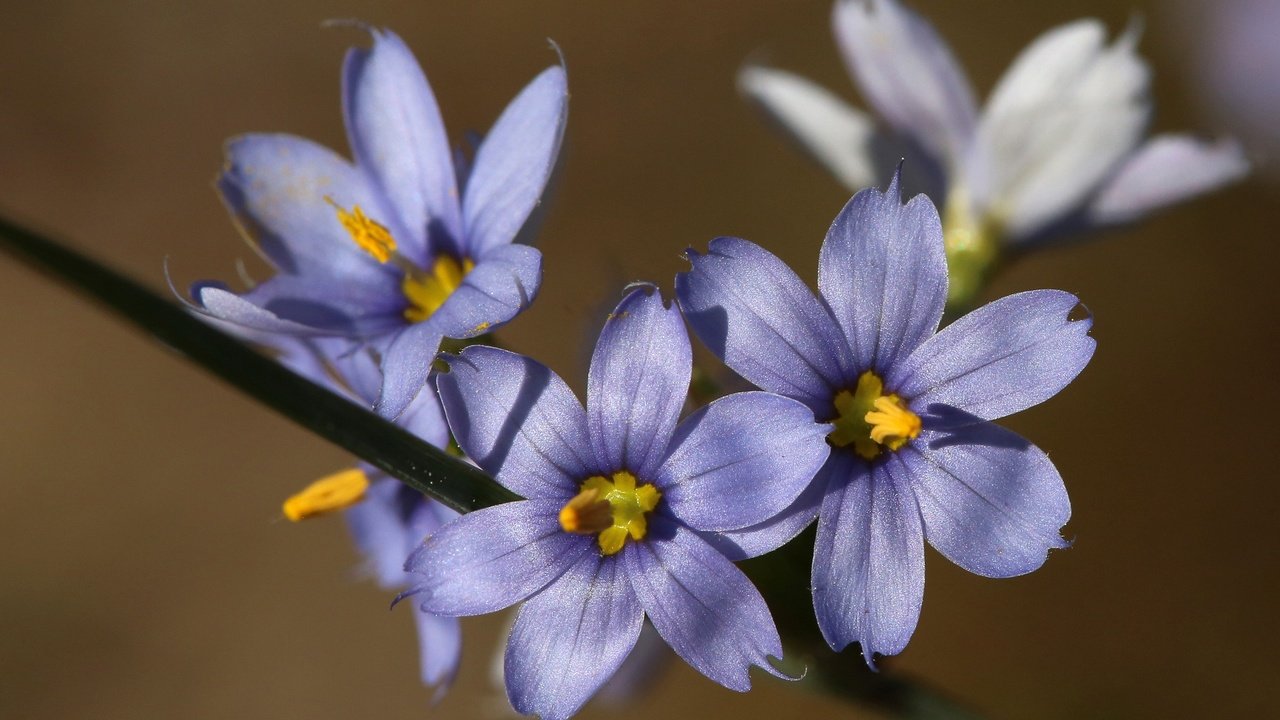 Обои цветы, макро, фон, размытость, сиреневые, голубоглазка, flowers, macro, background, blur, lilac, blue eyes разрешение 2048x1365 Загрузить