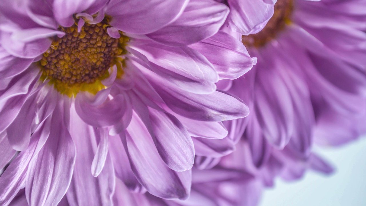 Обои цветы, макро, лепестки, хризантемы, dashakern, flowers, macro, petals, chrysanthemum разрешение 6016x4326 Загрузить