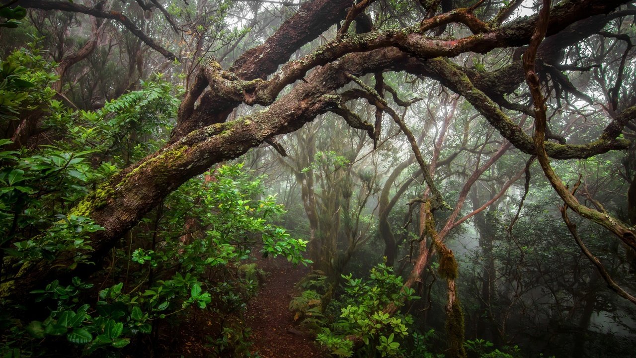 Обои деревья, растения, лес, туман, стволы, тропинка, trees, plants, forest, fog, trunks, path разрешение 2048x1356 Загрузить