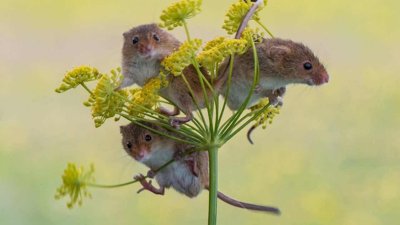 Обои фон, трио, мышки, harvest mouse, мышь-малютка, троица, background, trio, mouse, the mouse is tiny, trinity разрешение 2048x1565 Загрузить