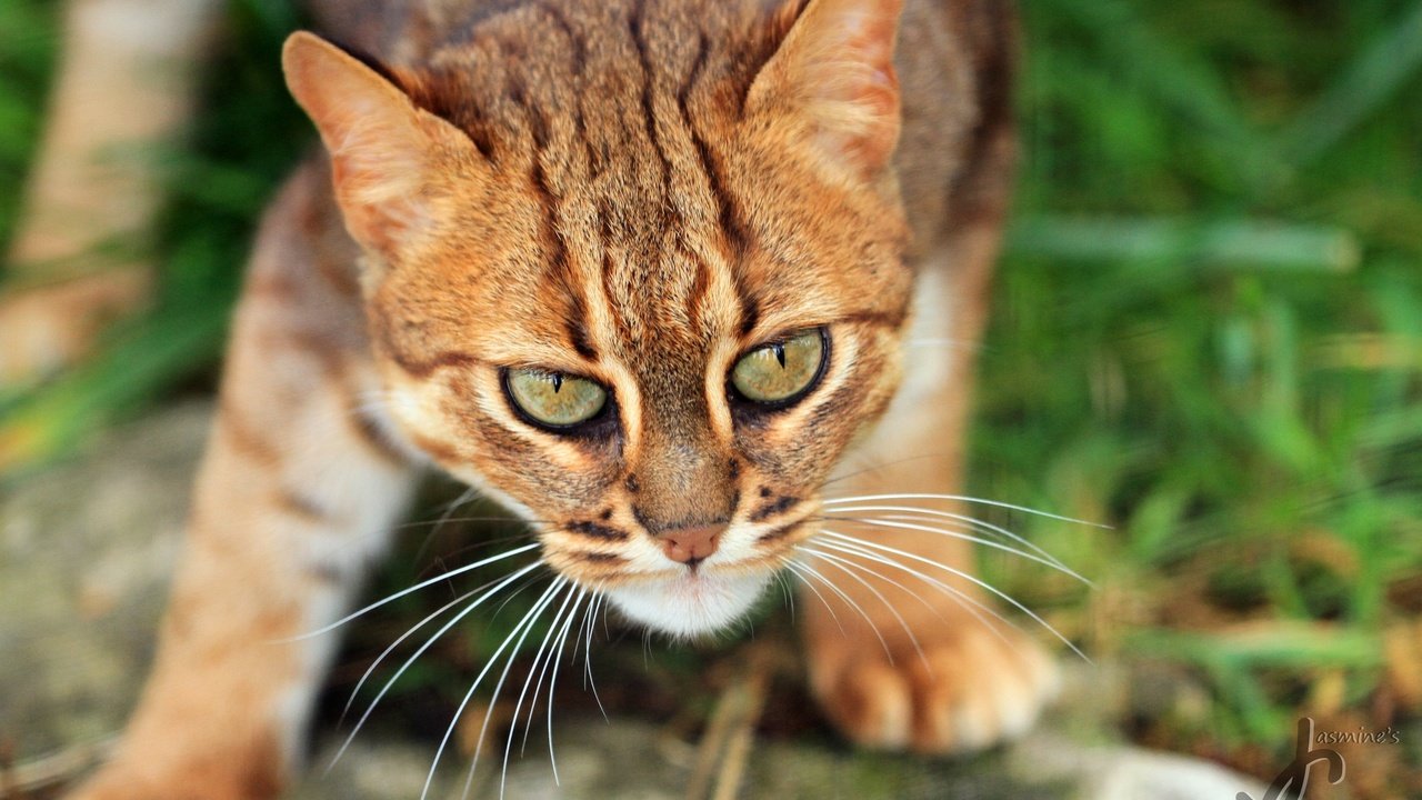 Обои глаза, кот, мордочка, усы, лапы, кошка, взгляд, eyes, cat, muzzle, mustache, paws, look разрешение 2048x1365 Загрузить