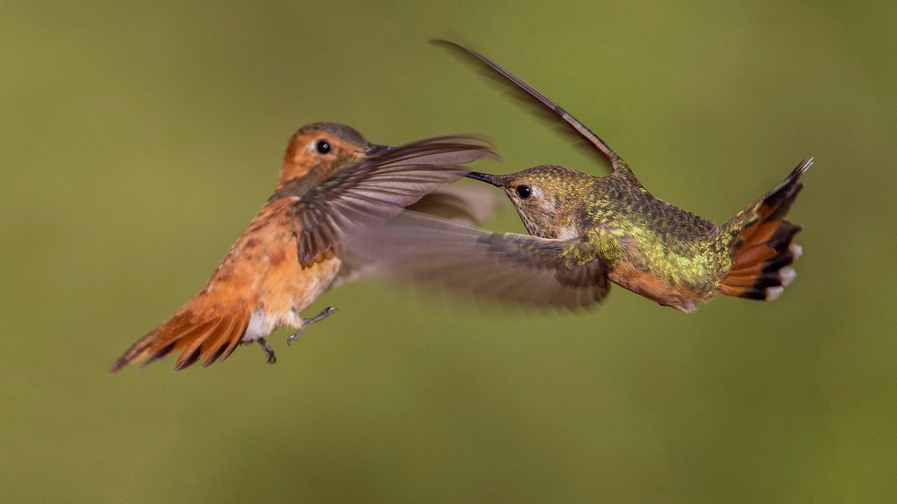 Обои крылья, птица, клюв, пара, колибри, охристый колибри, wings, bird, beak, pair, hummingbird, buffy hummingbird разрешение 2048x1365 Загрузить