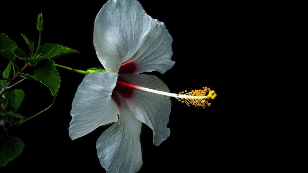 Обои макро, фон, цветок, лепестки, черный фон, гибискус, macro, background, flower, petals, black background, hibiscus разрешение 3740x2370 Загрузить