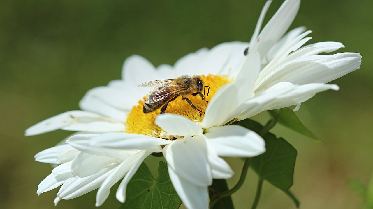 Обои макро, насекомое, цветок, лепестки, ромашка, пчела, оса, macro, insect, flower, petals, daisy, bee, osa разрешение 4869x3150 Загрузить