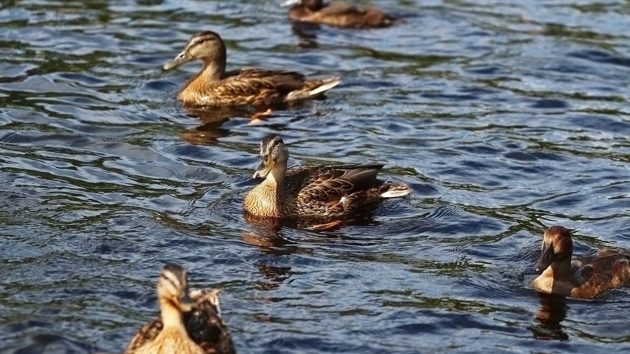 Обои вода, озеро, птицы, утки, water, lake, birds, duck разрешение 1920x1280 Загрузить