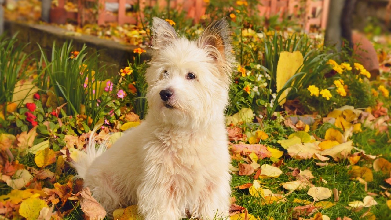 Обои природа, листва, осень, собачка, вест-хайленд-уайт-терьер, nature, foliage, autumn, dog, the west highland white terrier разрешение 2958x1847 Загрузить