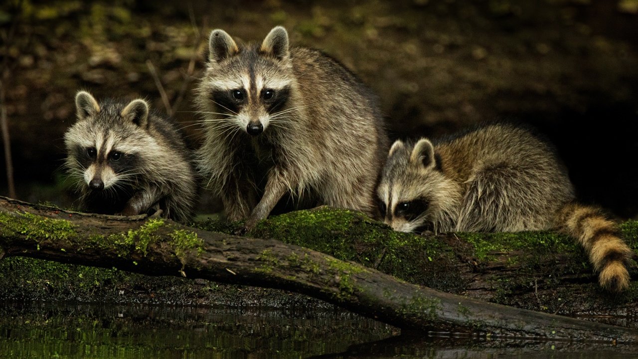 Обои природа, взгляд, семья, еноты, мордочки, nature, look, family, raccoons, faces разрешение 4934x3289 Загрузить