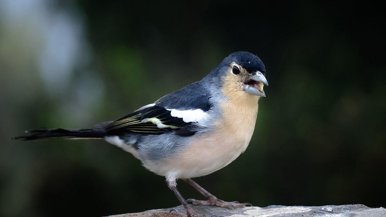 Обои птица, клюв, хвост, зяблик, голубой зяблик, bird, beak, tail, chaffinch, blue chaffinch разрешение 2800x1777 Загрузить