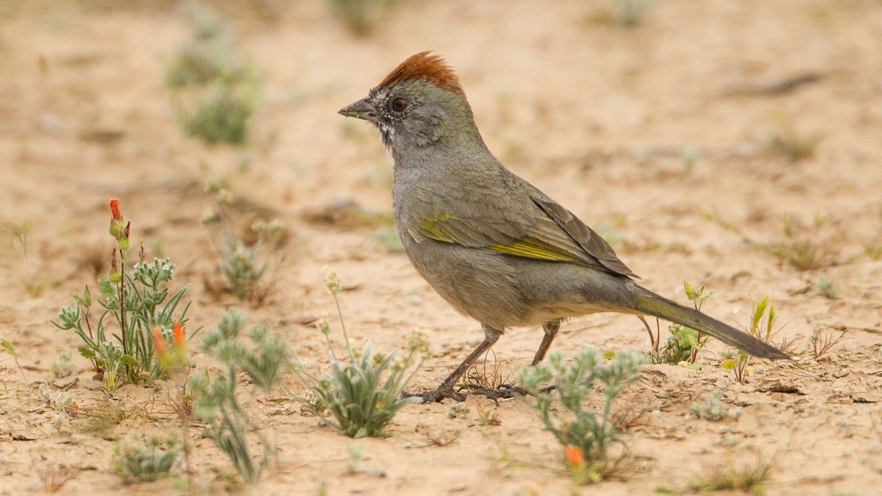 Обои птица, клюв, хвост, зеленохвостый тауи, bird, beak, tail, zelenovatye towy разрешение 2048x1263 Загрузить