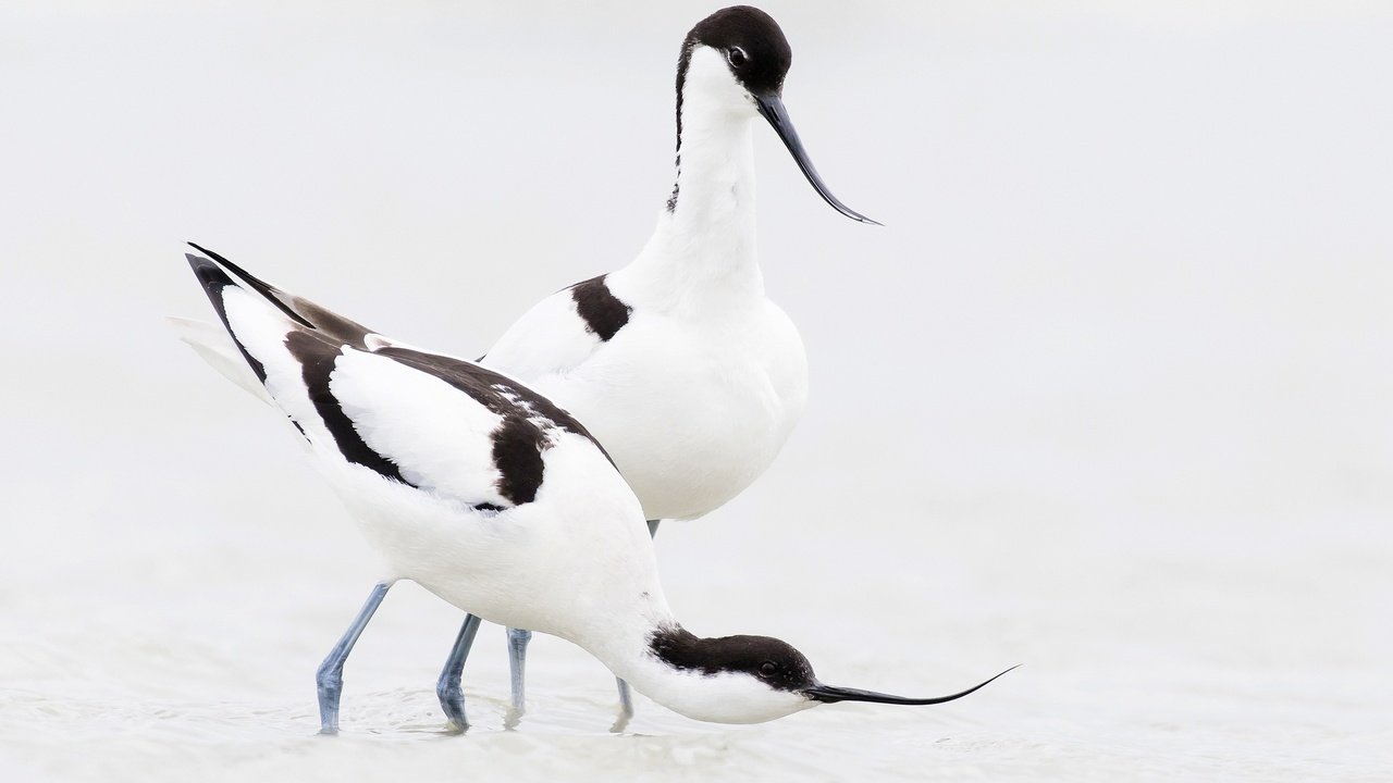 Обои птица, клюв, пара, шилоклювка, bird, beak, pair, pied avocet разрешение 2048x1233 Загрузить