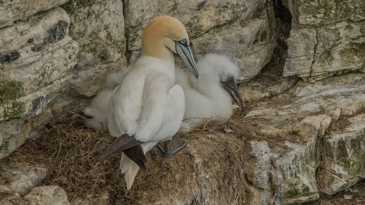 Обои скалы, птицы, гнездо, олуша, северная олуша, rocks, birds, socket, gannet, the northern gannet разрешение 2048x1349 Загрузить