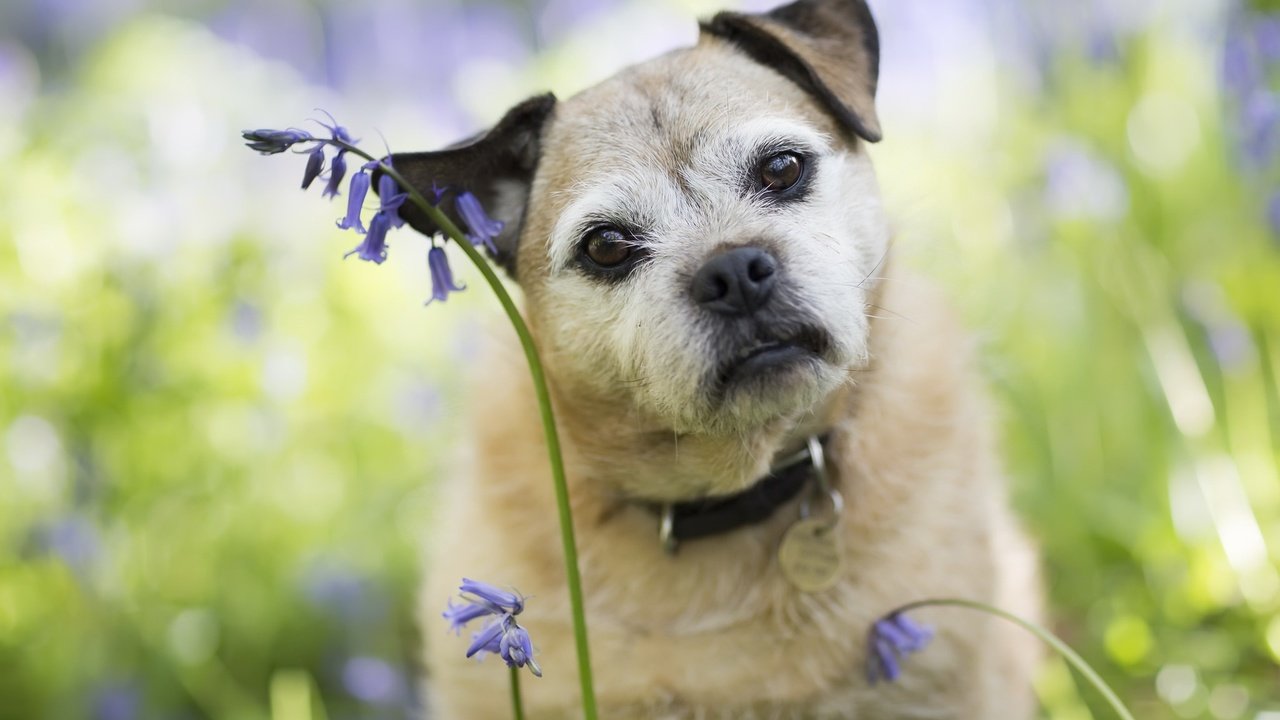 Обои цветы, мордочка, взгляд, собака, друг, ошейник, flowers, muzzle, look, dog, each, collar разрешение 2048x1303 Загрузить