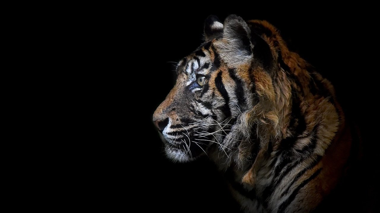 Обои тигр, морда, взгляд, хищник, профиль, черный фон, зверь, дикая кошка, tiger, face, look, predator, profile, black background, beast, wild cat разрешение 1920x1080 Загрузить