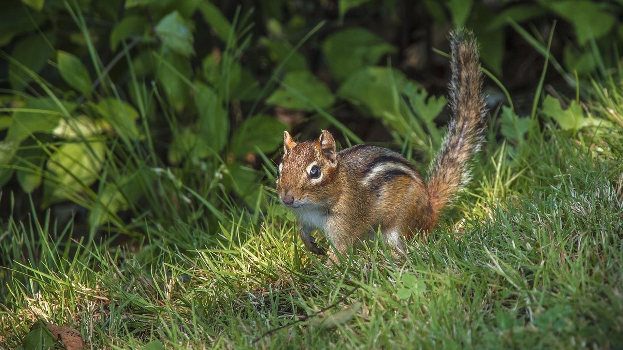 Обои трава, зверек, хвост, бурундук, грызун, grass, animal, tail, chipmunk, rodent разрешение 2048x1405 Загрузить