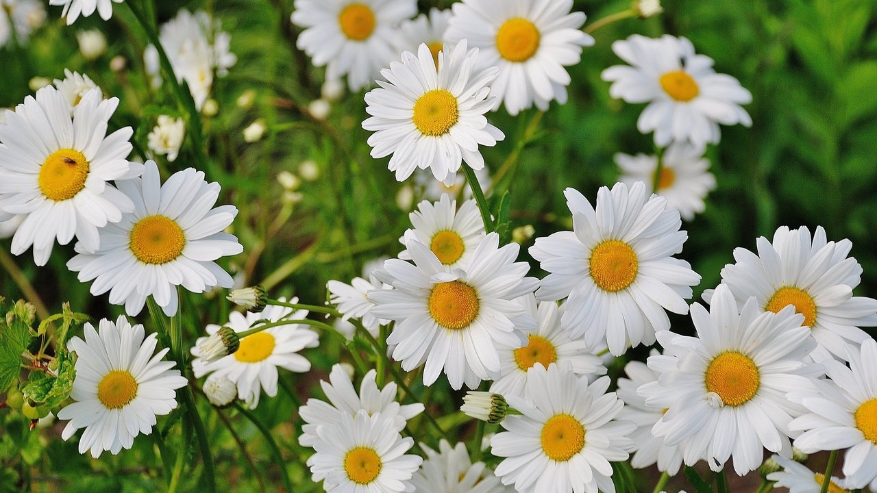 Обои цветы, трава, лепестки, ромашки, белые, полевые цветы, 02, flowers, grass, petals, chamomile, white, wildflowers разрешение 3872x2592 Загрузить