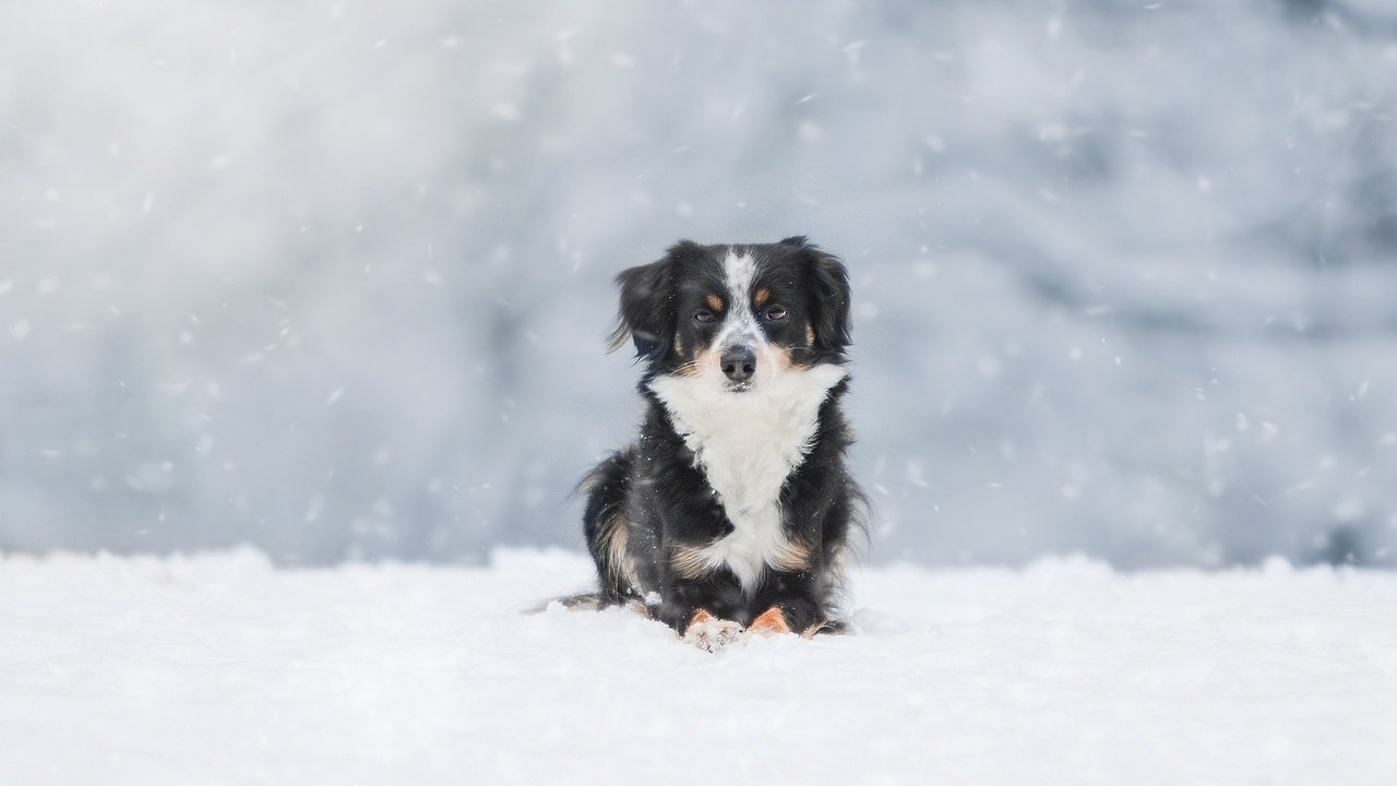 Обои снег, зима, собака, австралийская овчарка, snow, winter, dog, australian shepherd разрешение 1920x1200 Загрузить