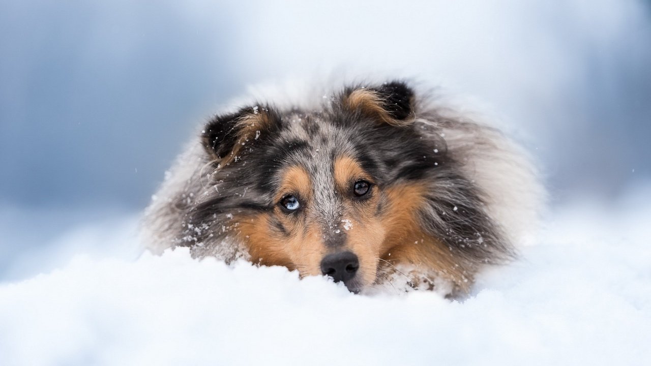 Обои снег, зима, собака, колли, шотландская овчарка, snow, winter, dog, collie, scottish shepherd разрешение 1920x1080 Загрузить