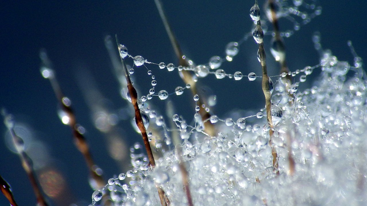 Обои макро, роса, капли, дождь, macro, rosa, drops, rain разрешение 1920x1200 Загрузить