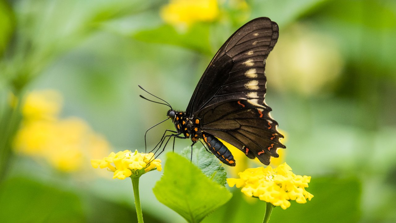 Обои цветы, листья, насекомое, бабочка, крылья, размытость, lynn griffiths, flowers, leaves, insect, butterfly, wings, blur разрешение 5036x3362 Загрузить