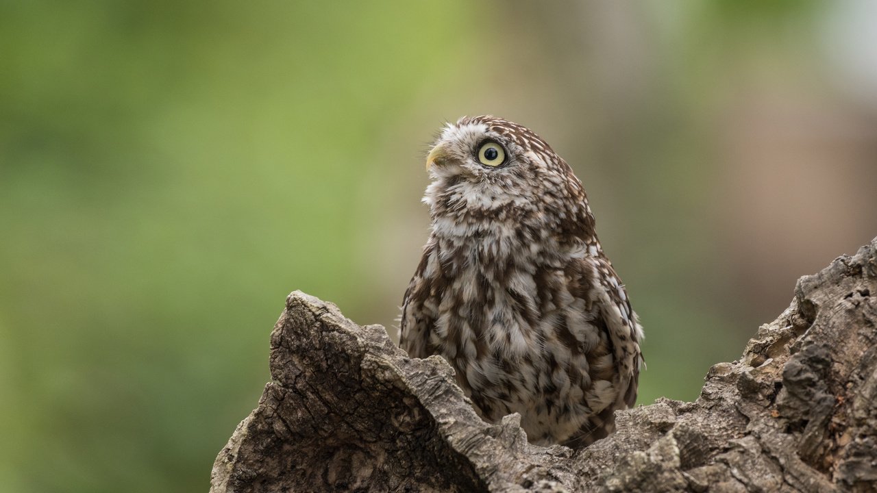 Обои сова, природа, птица, сыч, lynn griffiths, хищная птица, owl, nature, bird, bird of prey разрешение 5311x3545 Загрузить