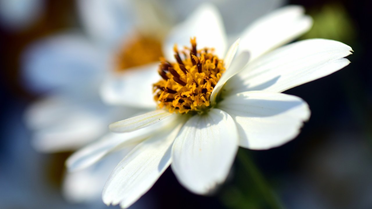 Обои цветок, лепестки, размытость, космея, крупным планом, flower, petals, blur, kosmeya, closeup разрешение 6000x3472 Загрузить