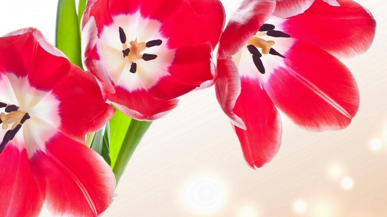 Обои цветы, бутоны, лепестки, тюльпаны, flowers, buds, petals, tulips разрешение 1920x1200 Загрузить