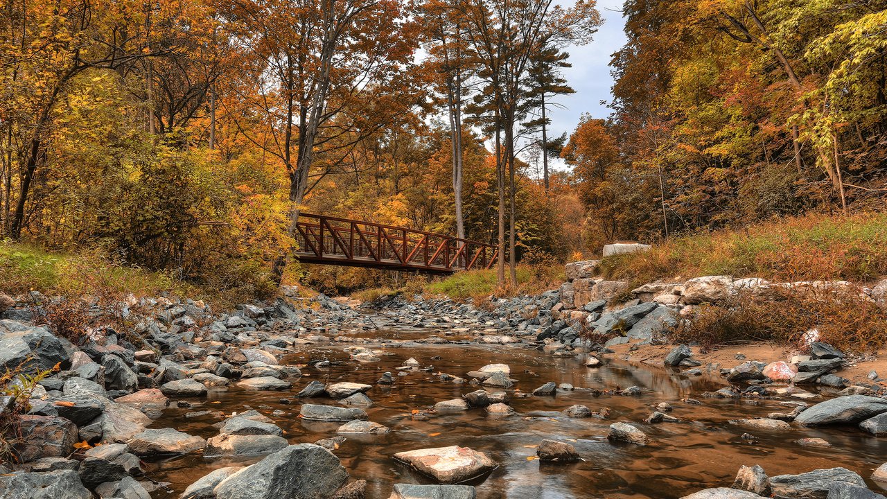 Обои деревья, лес, мост, осень, речка, канада, wilket creek park, trees, forest, bridge, autumn, river, canada разрешение 2880x1800 Загрузить