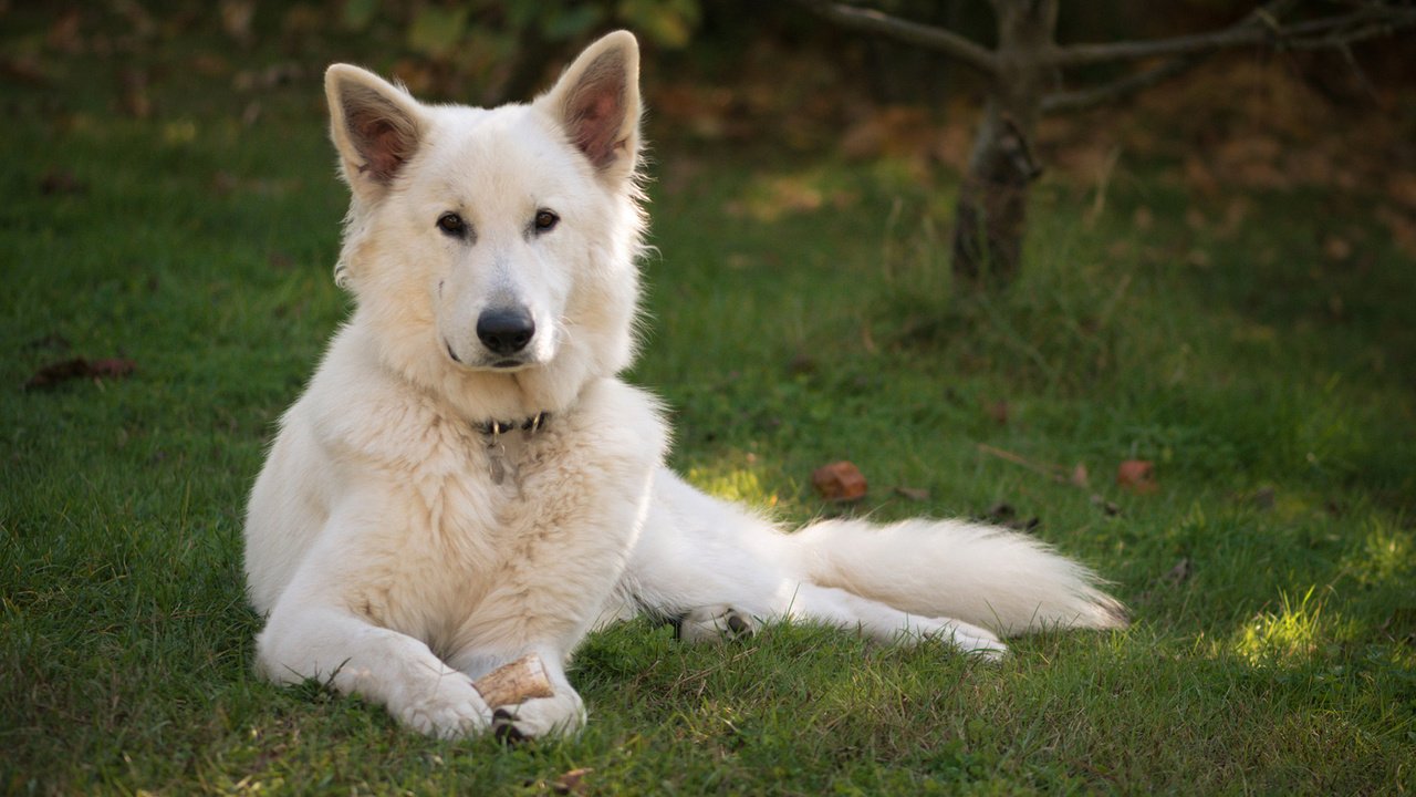 Обои трава, взгляд, собака, овчарка, белая швейцарская овчарка, grass, look, dog, shepherd, the white swiss shepherd dog разрешение 1920x1200 Загрузить