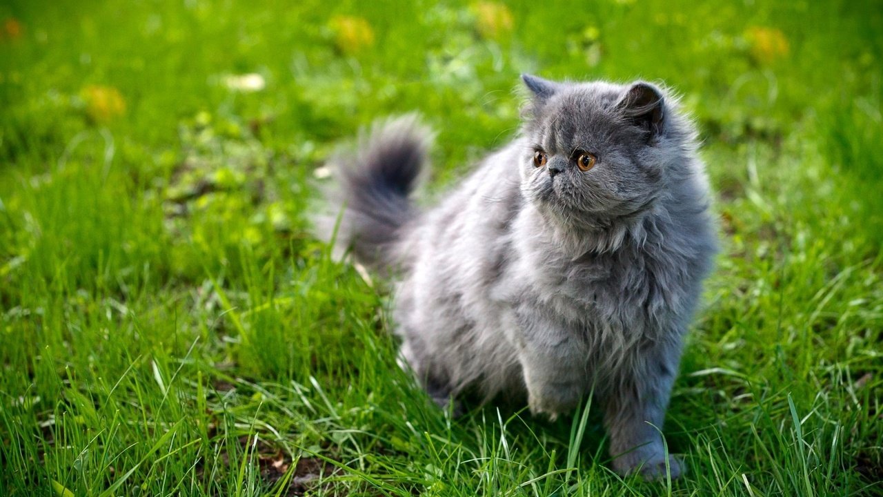 Обои трава, кот, мордочка, усы, кошка, взгляд, персидская, grass, cat, muzzle, mustache, look, persian разрешение 1920x1200 Загрузить